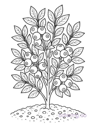 Blueberry Plant Coloring Page for Kids and Adults