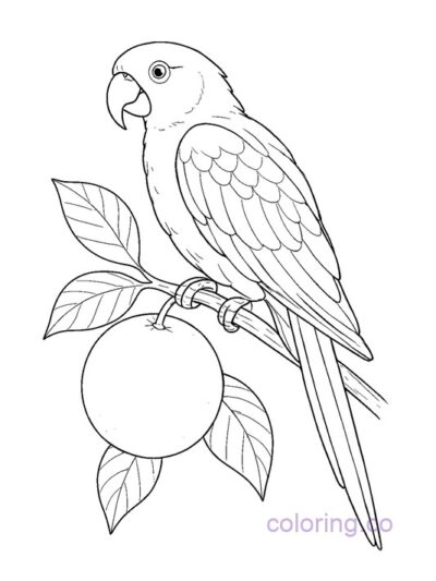 Parrot with Orange Coloring Page for Kids