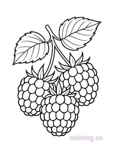 Raspberry Coloring Page for Preschool Kids