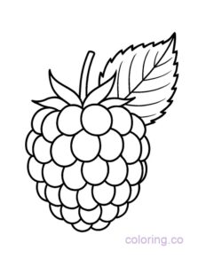 Raspberry with Leaf Coloring Page for Preschoolers | Coloring.co