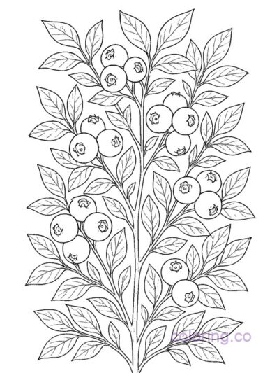 Botanical Blueberry Bush Coloring Page for Kids