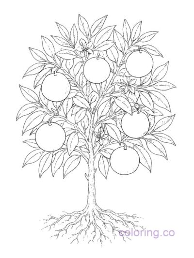 Intricate Botanical Orange Tree Coloring Page