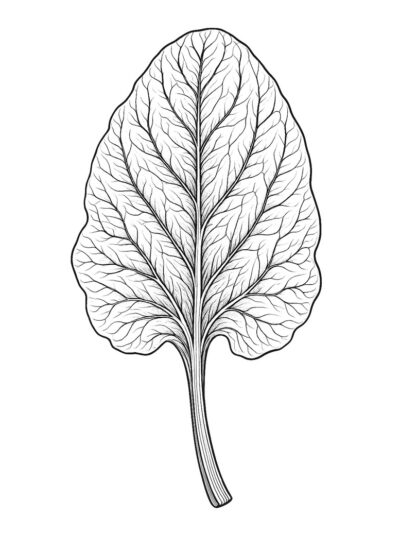 botanical leaf coloring pages