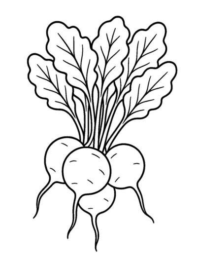 bundle of 3 radish coloring page