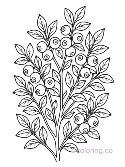 Detailed Blueberry Bush Coloring Page for Kids
