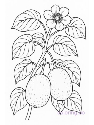Kiwi Plant Coloring Page for Kids and Teens