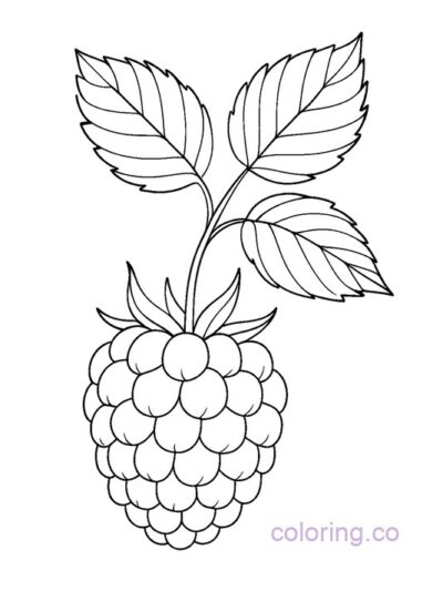 Raspberry Coloring Page for Kids - Medium Level