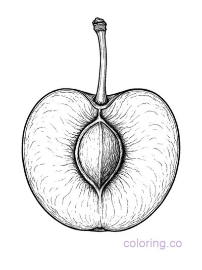 Realistic Cherry Cross Section Coloring Page for Kids