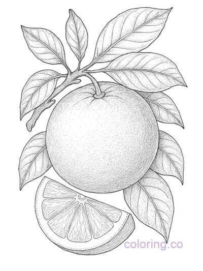 Realistic Orange Coloring Page for Adults