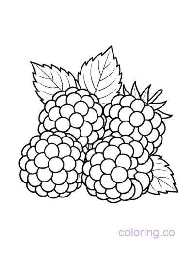 Free Printable Blackberry Coloring Page