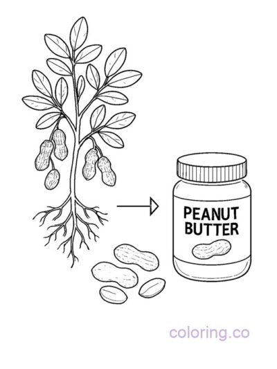 Botanical Peanut Plant to Peanut Butter Coloring Page