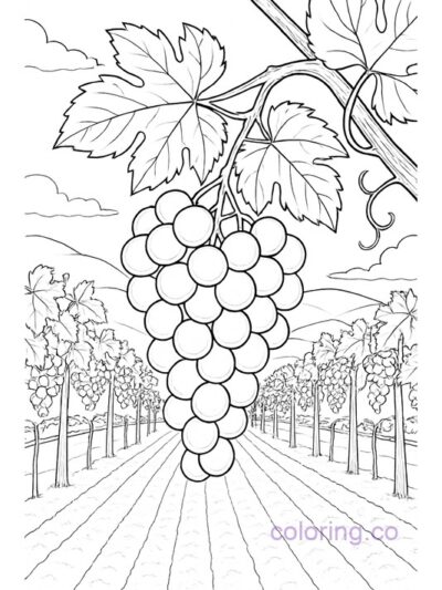 Grapes on the Vine Coloring Page