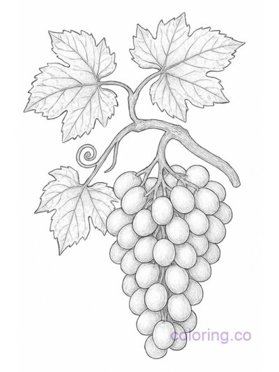 Intricate Botanical Grapes Coloring Page