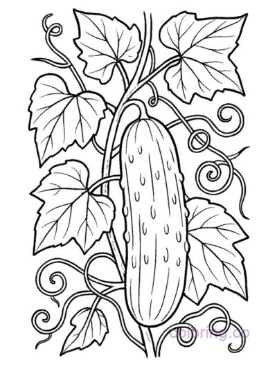 Garden Cucumber Coloring Page