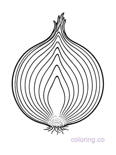 Simple Realistic Onion Cross-section
