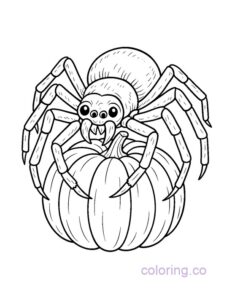 giant spider on a pumpkin coloring page