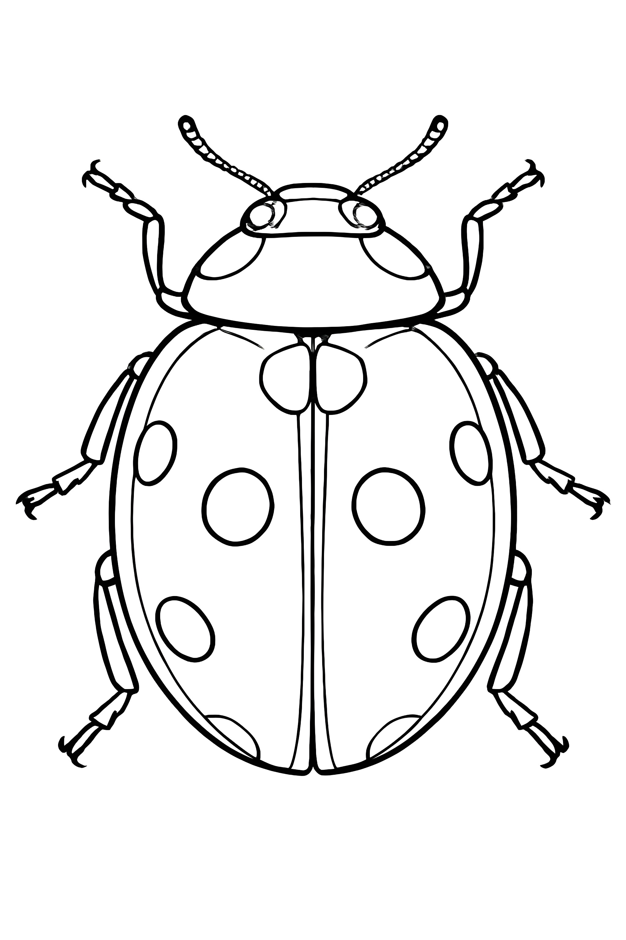 Coloring page of a realistic ladybug seen from above, featuring distinct markings and detailed anatomy