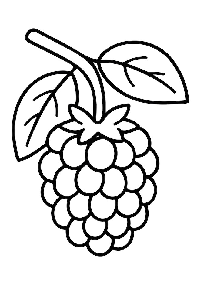 Coloring page of a cluster of ripe blackberries hanging from a twig with leaves