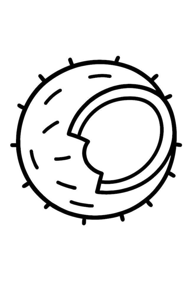 Coloring page of a cracked coconut shell with textured outer surface and detailed inner section
