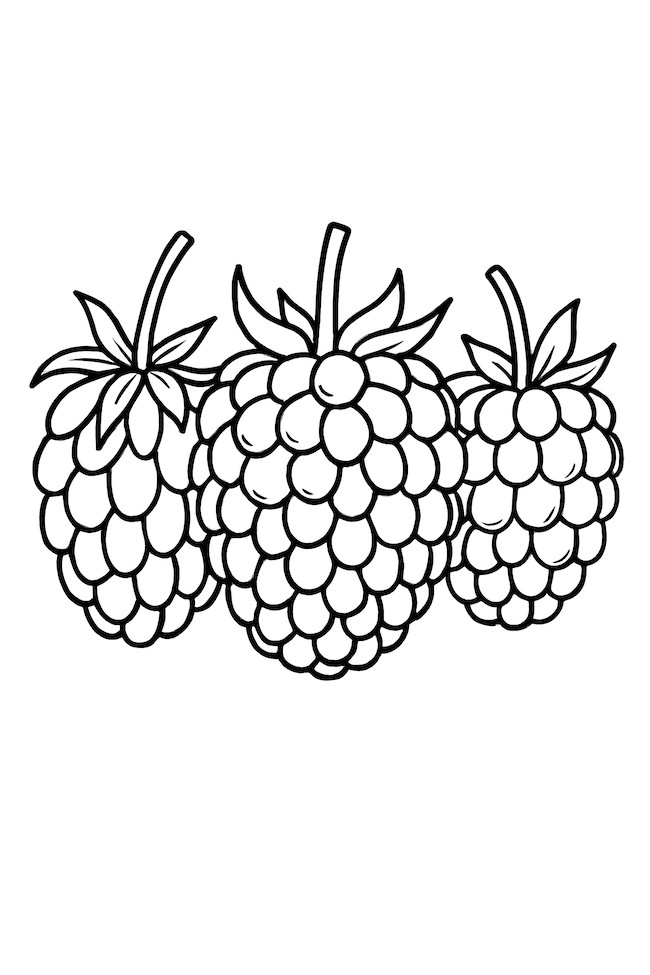 Coloring page of three blackberries in different stages of ripeness, showcasing distinct textures and leaf details