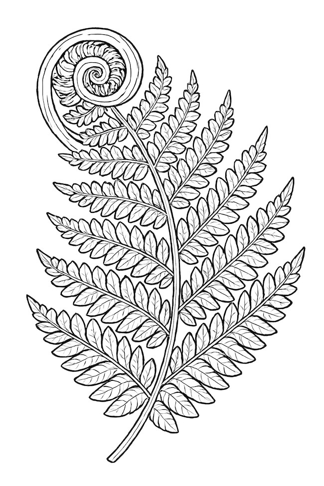Coloring page of a detailed fern leaf unfurling with intricate patterns and textures