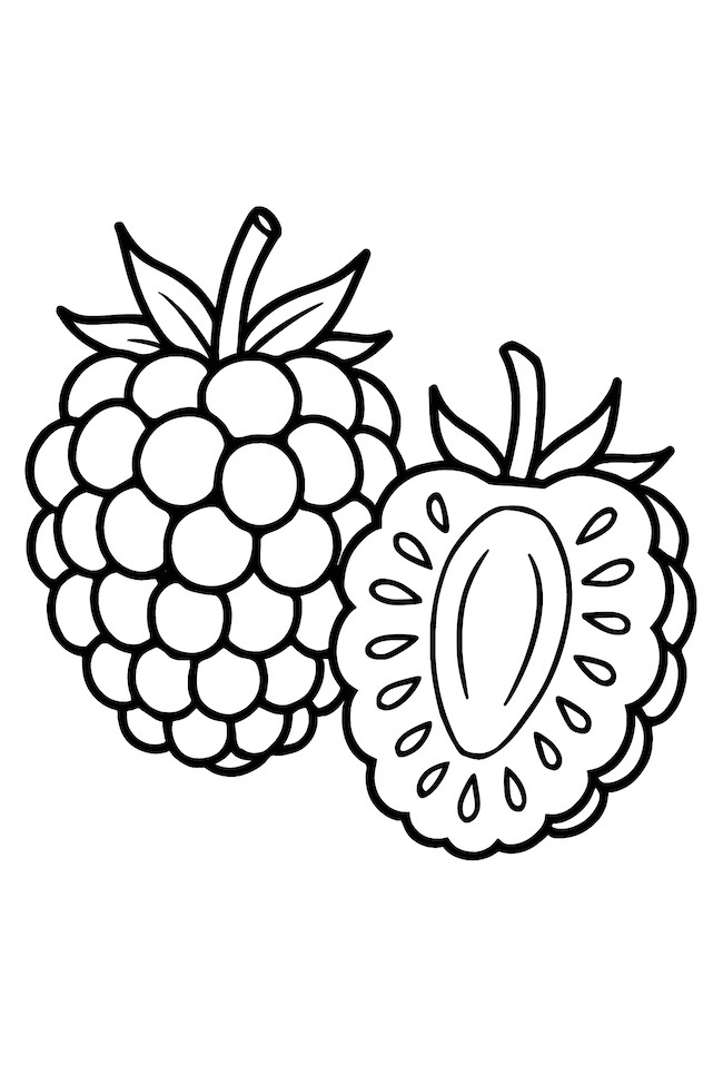 Drawing of a whole blackberry cluster next to a sliced blackberry revealing its inner seed structure