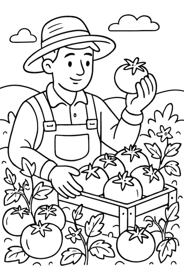 Coloring page of a farmer examining a tomato while surrounded by tomato plants and a harvest crate