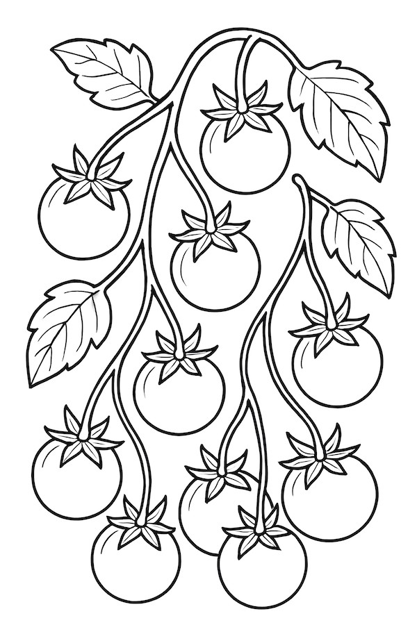 Coloring page of a cluster of hanging cherry tomatoes with leaves