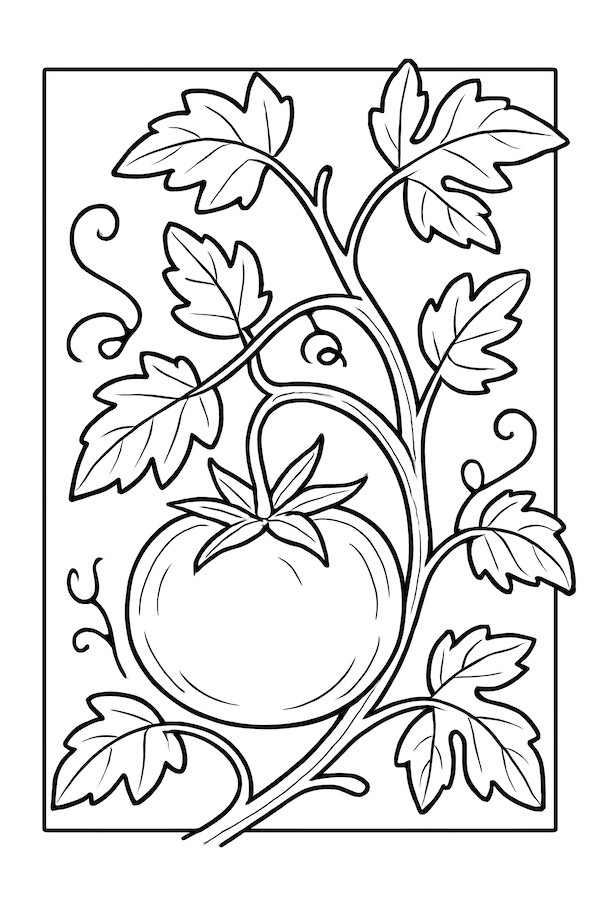 Coloring page of a single tomato hanging from a vine with detailed leaves and curling tendrils
